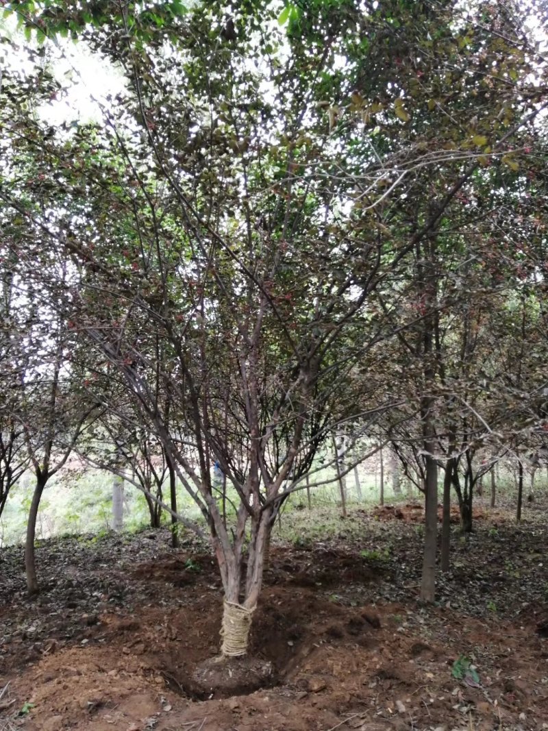 山茱萸8-20公分，独杆丛生山茱萸，，，，，
