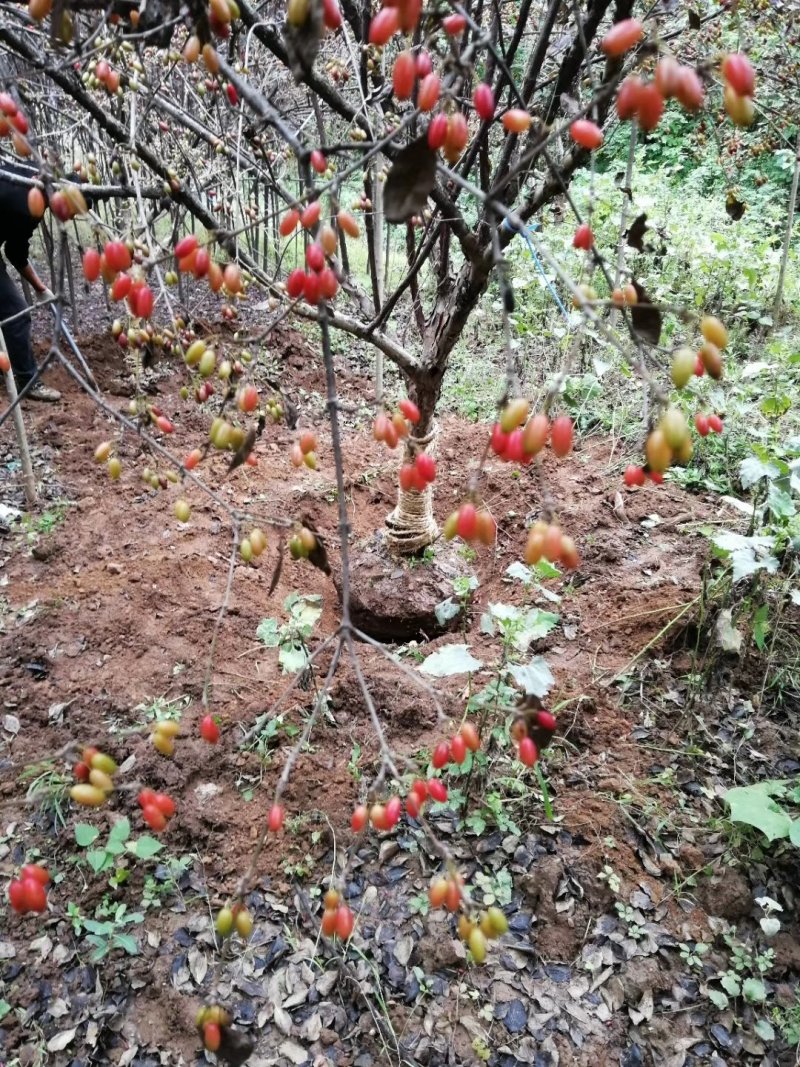 山茱萸8-20公分，独杆丛生山茱萸，，，，，
