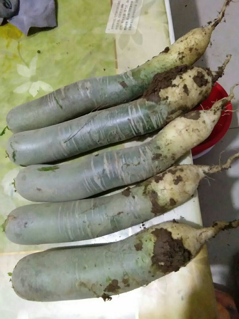 山东潍坊水果萝卜潍县萝卜青萝卜小绿腰水果萝卜产地直发