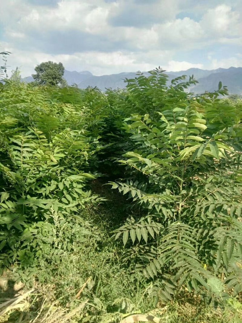 香椿苗，红油香椿苗，大棚红油香椿苗，露天香椿苗