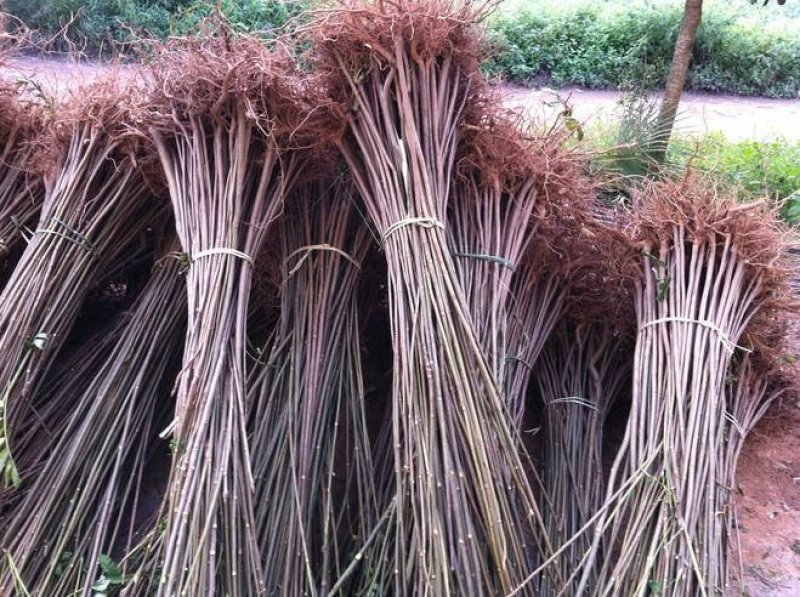 香椿苗，红油香椿苗，大棚红油香椿苗，露天香椿苗