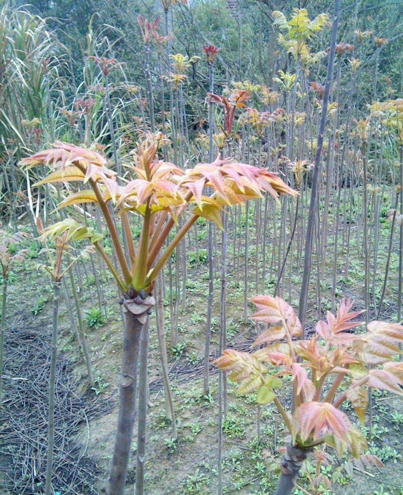 香椿苗，红油香椿苗，大棚红油香椿苗，露天香椿苗