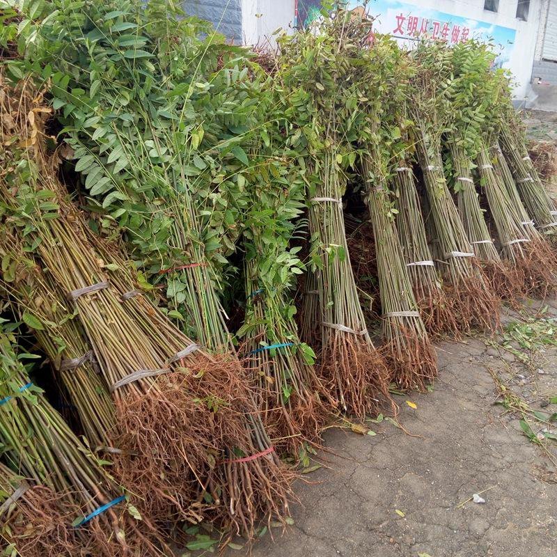 香椿苗，大棚露天专用红油香椿苗基地