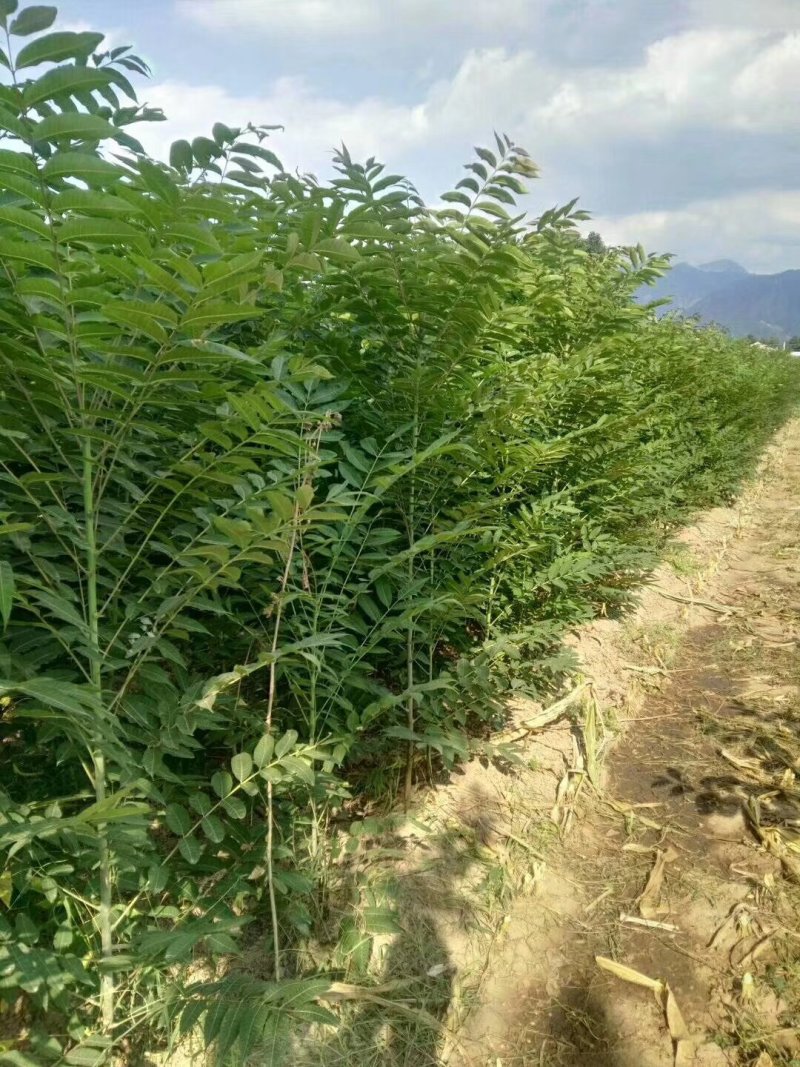 香椿苗，大棚露天专用红油香椿苗基地