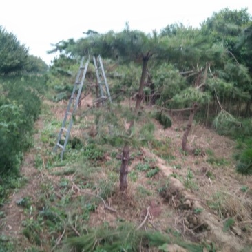造型松