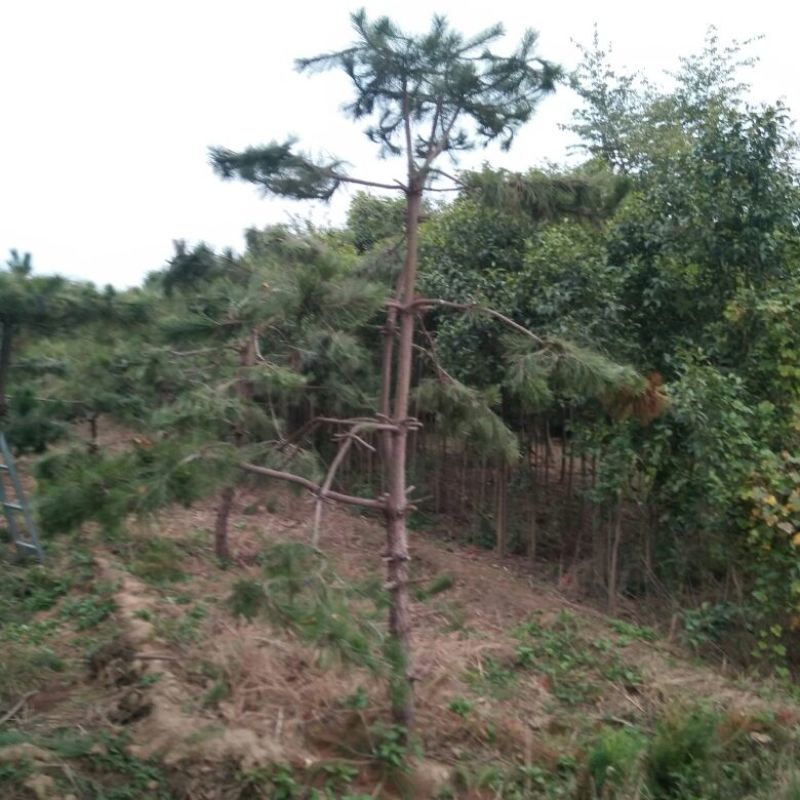 造型松