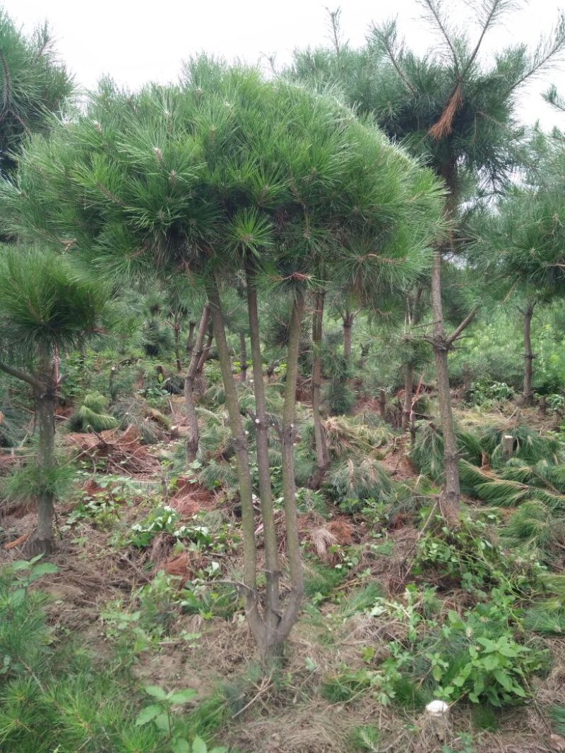 造型松