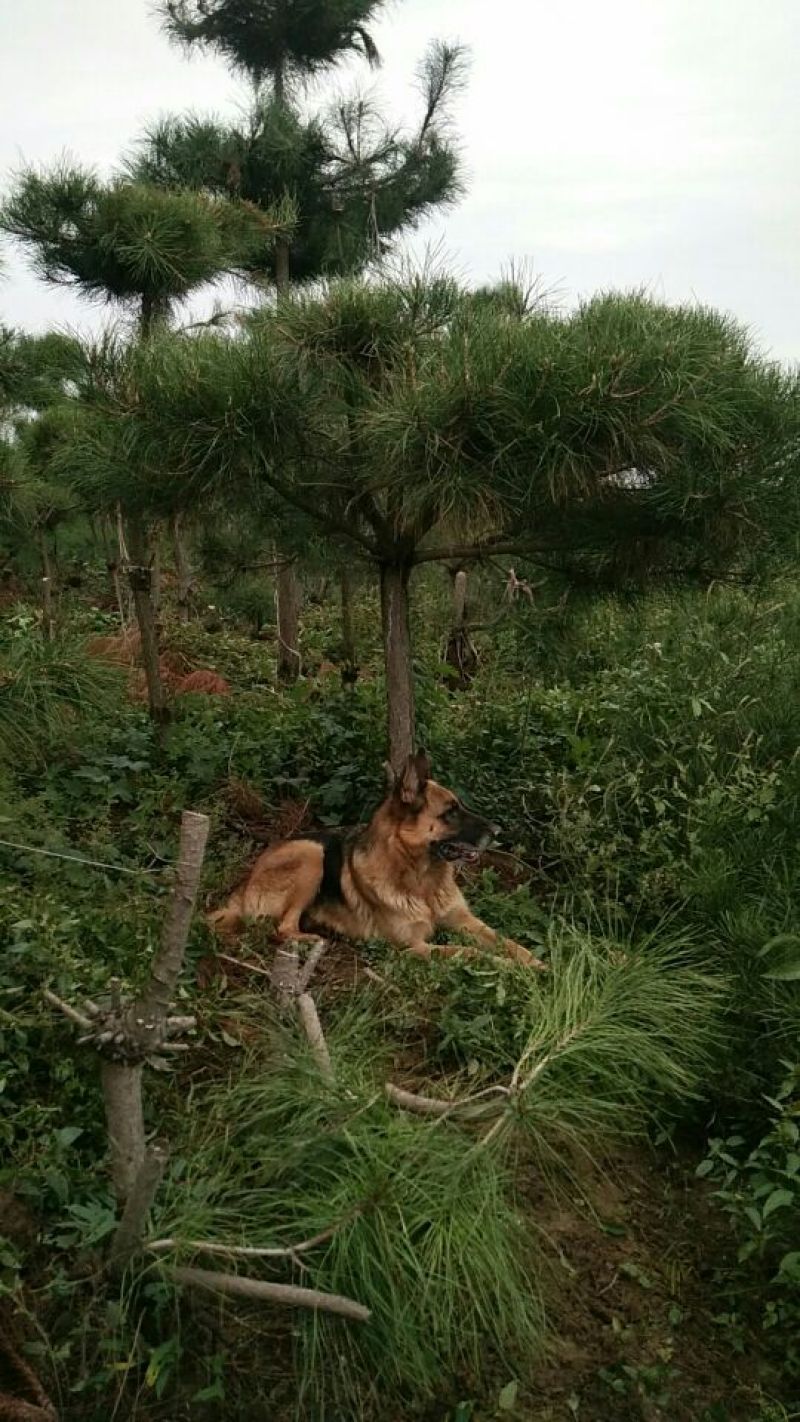 造型松
