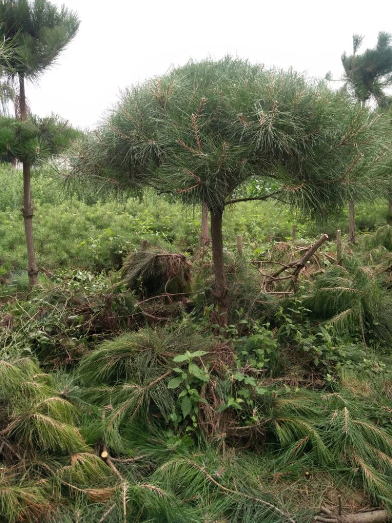 造型松