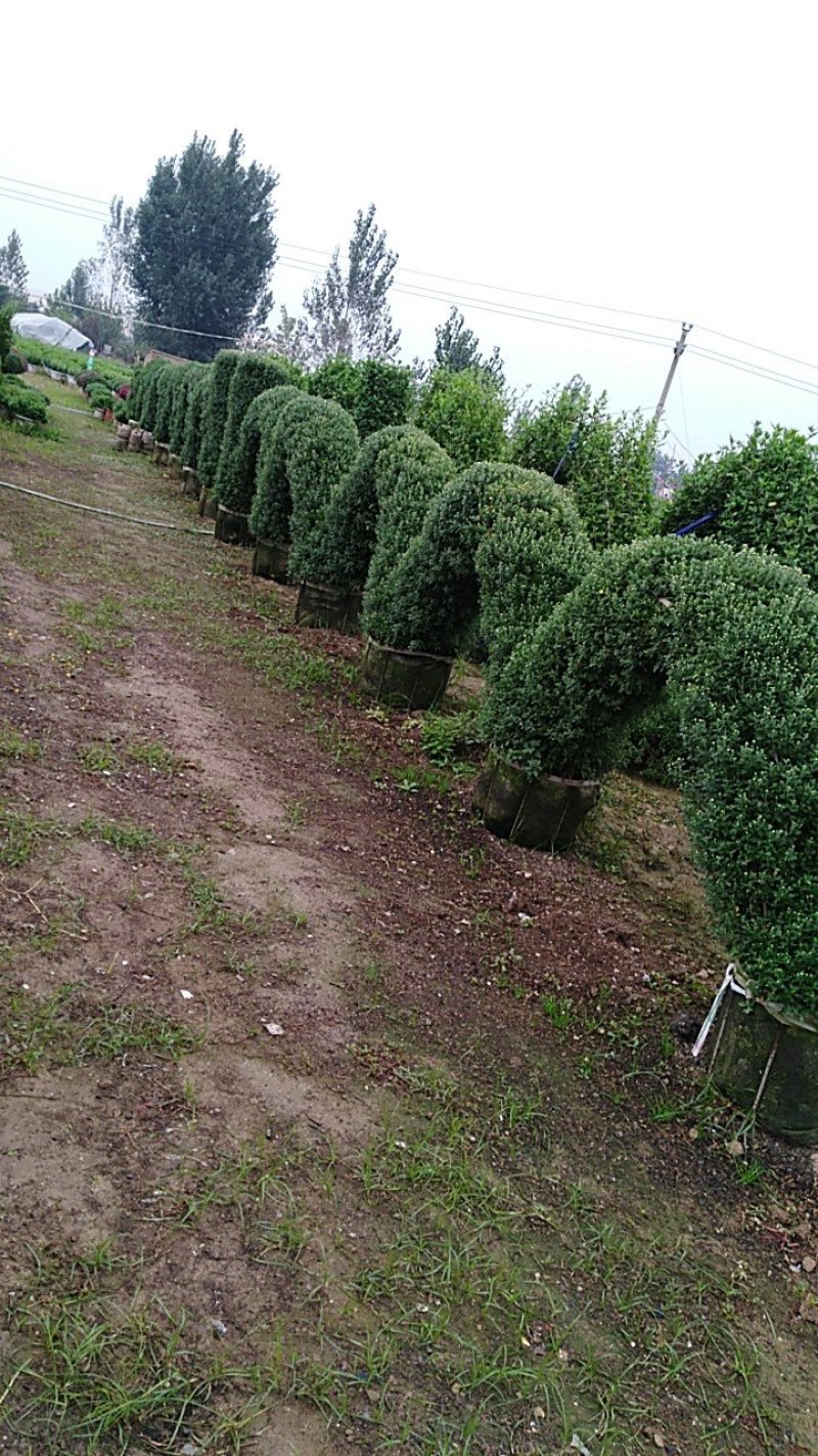 实批发【菊花盆景】展会菊花造型，对接单位活动政府采购招标
