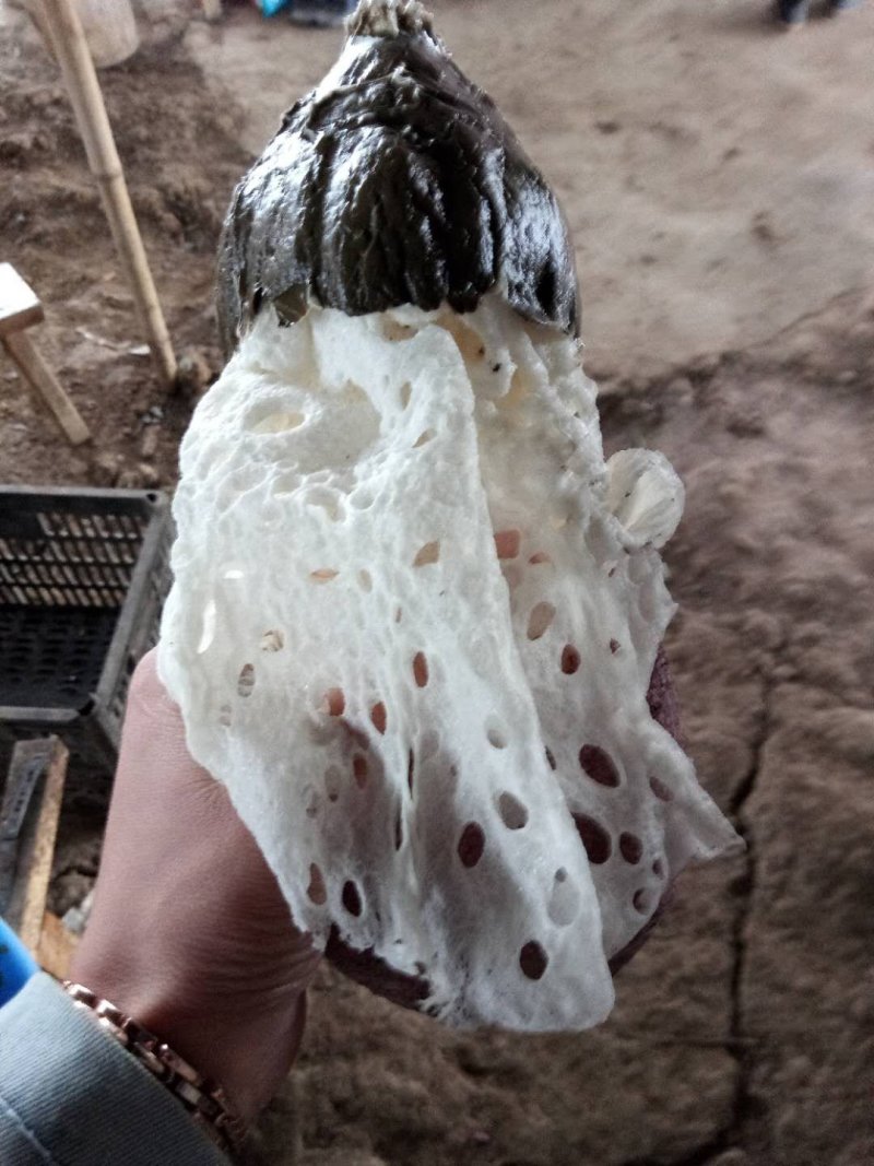 ***种植红托竹荪
