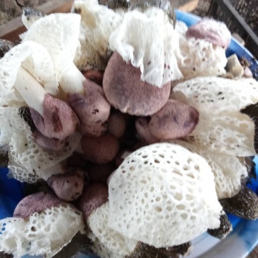 ***种植红托竹荪