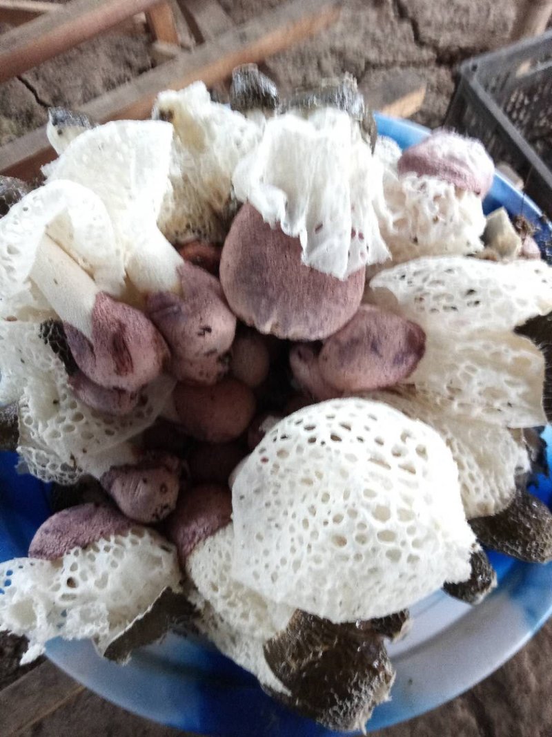 ***种植红托竹荪