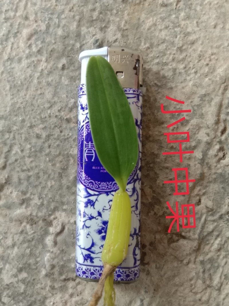 野生石橄榄