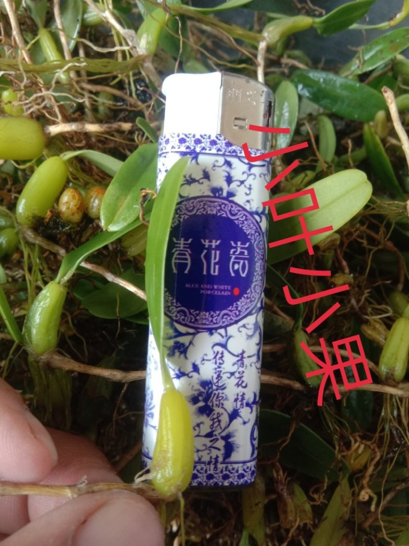 野生石橄榄