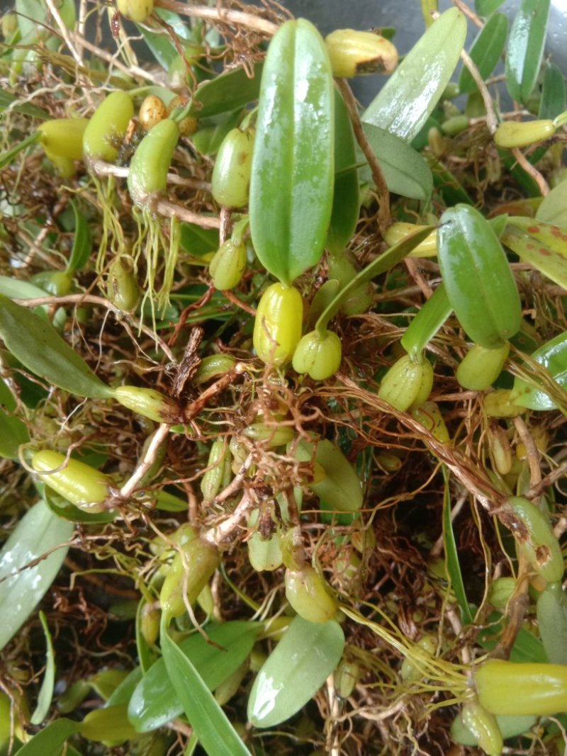 野生石橄榄
