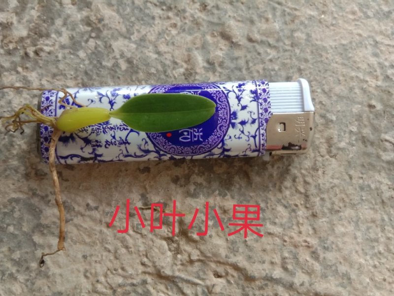 野生石橄榄