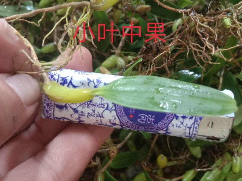 野生石橄榄