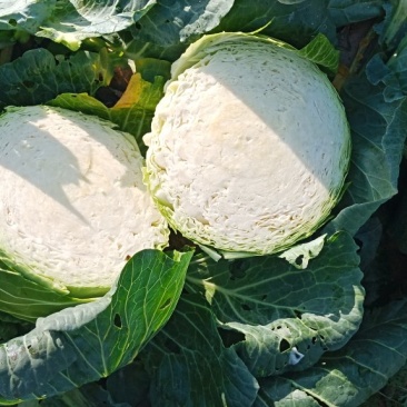 大圆苞菜