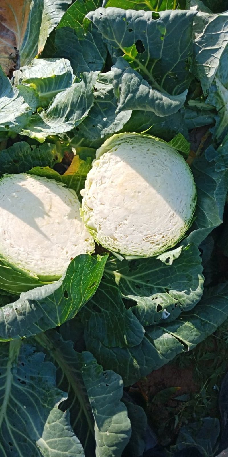 大圆苞菜