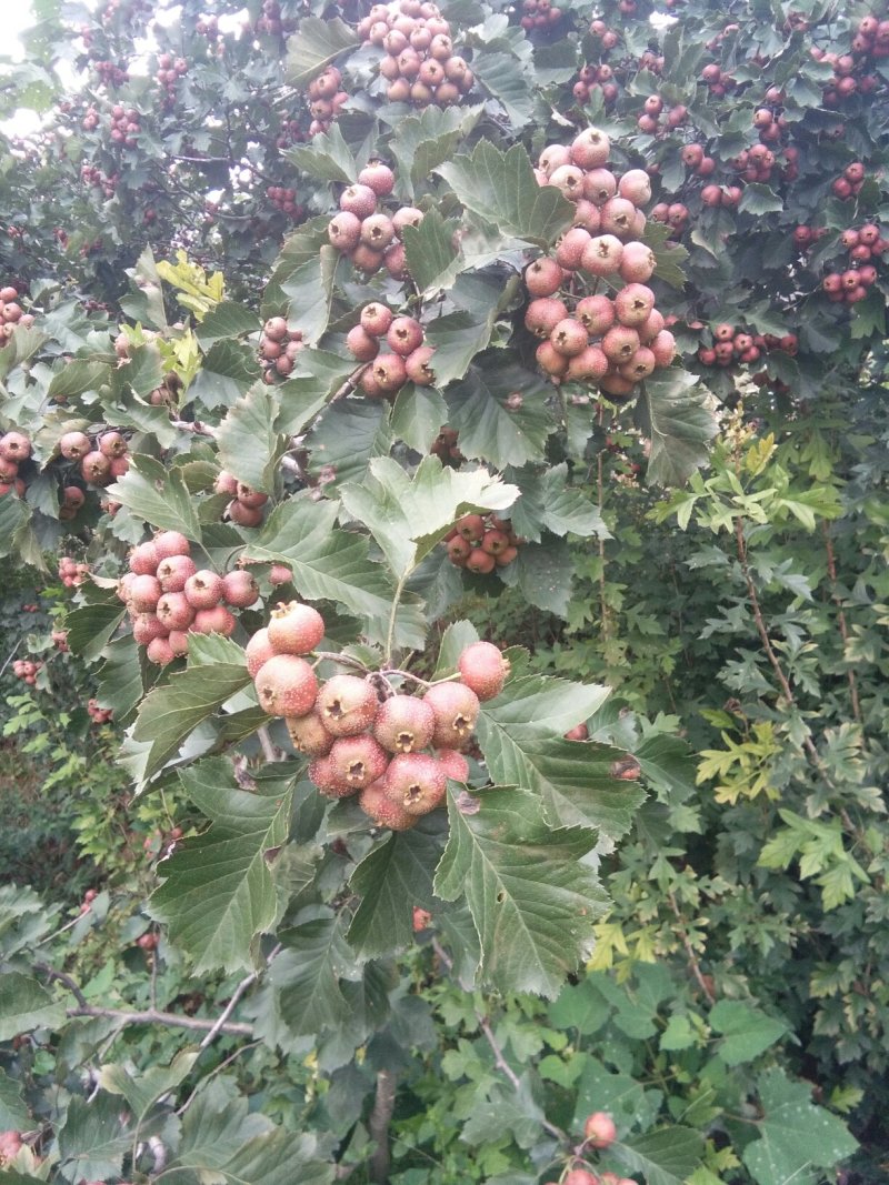山楂板栗油栗大量