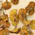 松蘑、天然野生松蘑含有多元醇、是药食两用的佳品