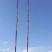 富康源1号黑果花楸果实