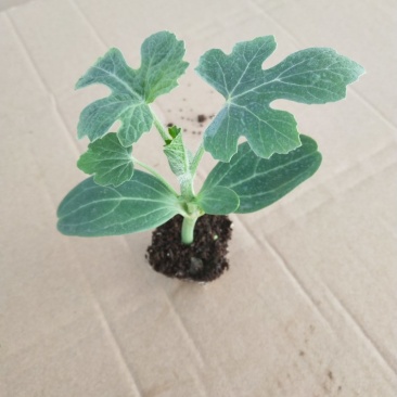 野西瓜嫁接葫芦嫁接8424嫁接美都西瓜苗苗厂直供