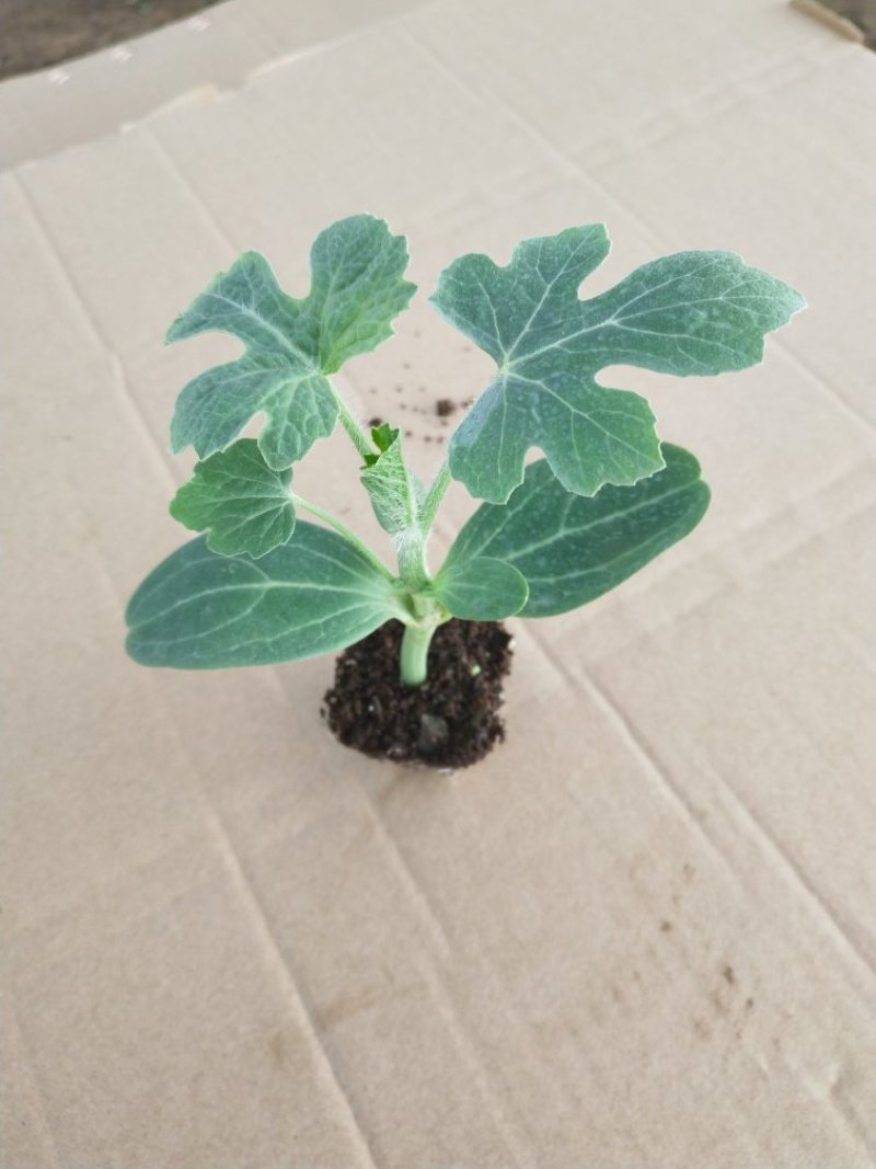 野西瓜嫁接葫芦嫁接8424嫁接美都西瓜苗苗厂直供