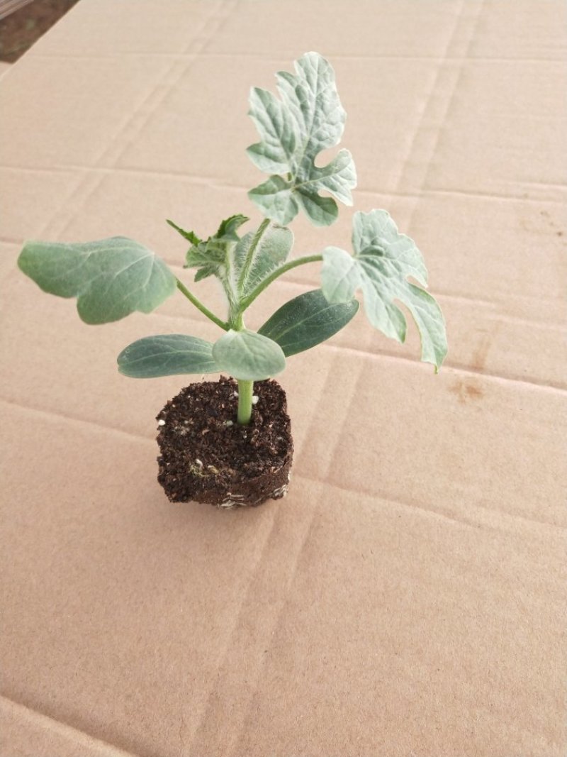 野西瓜嫁接葫芦嫁接8424嫁接美都西瓜苗苗厂直供