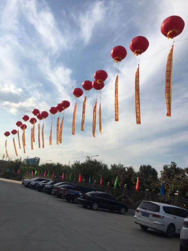 黑果花楸树苗