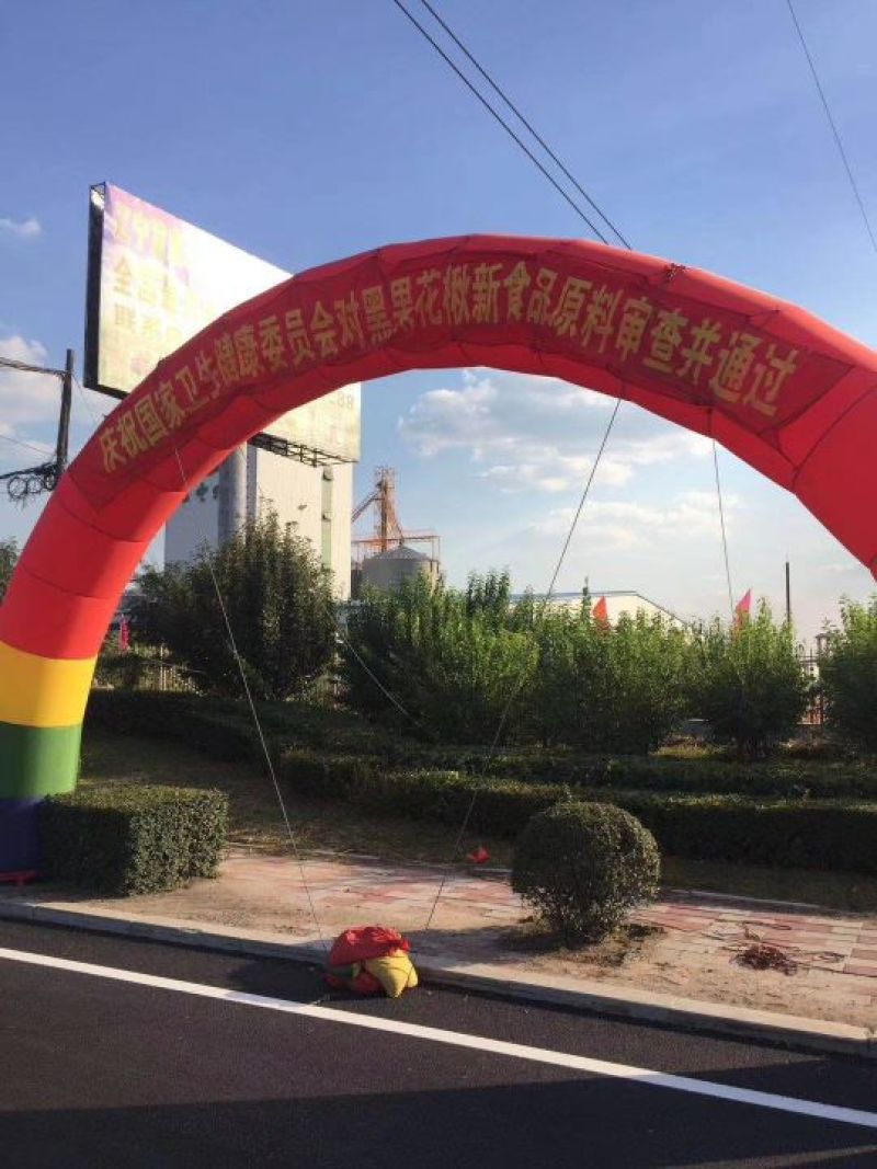 黑果花楸树苗