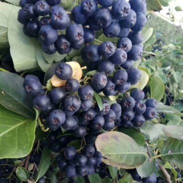 黑果花楸树苗