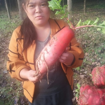 红皮萝卜