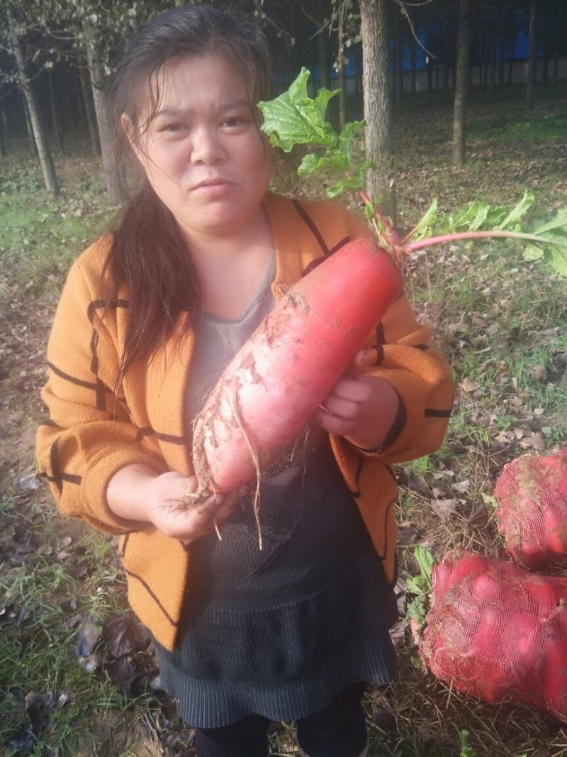 红皮萝卜