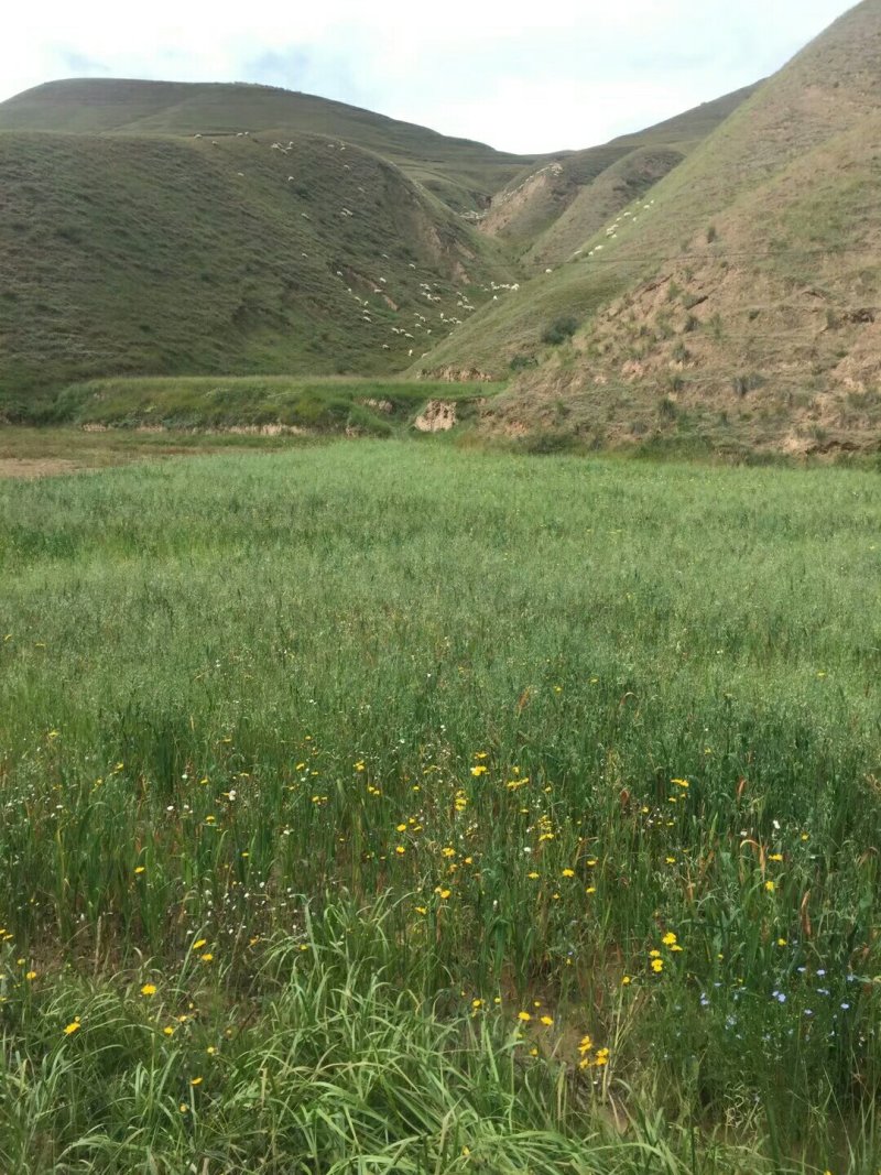 七山羊肉