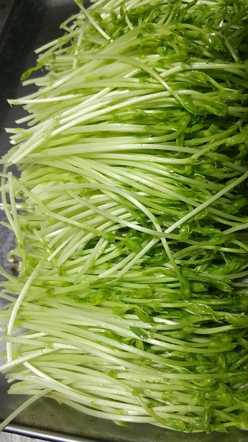 豌豆苗