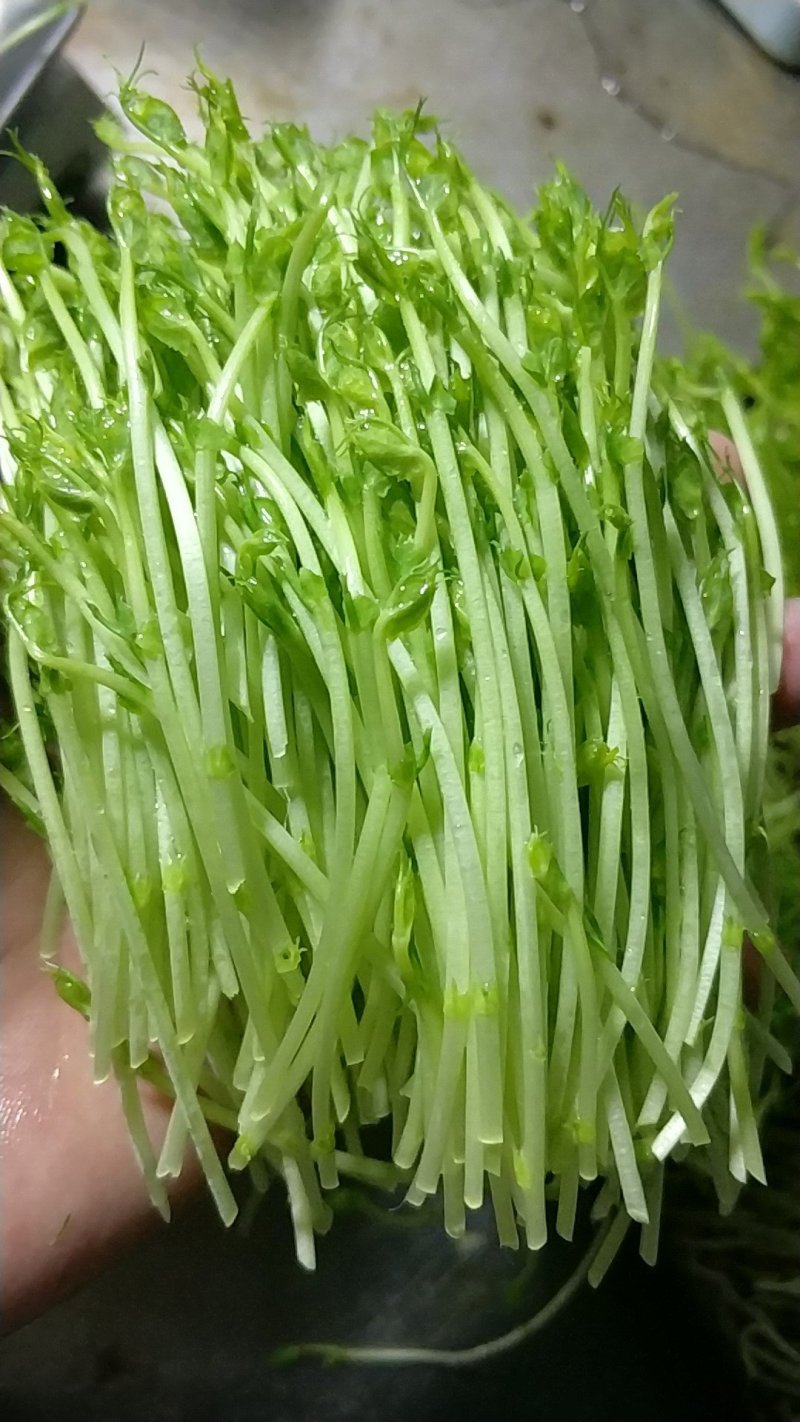 豌豆苗