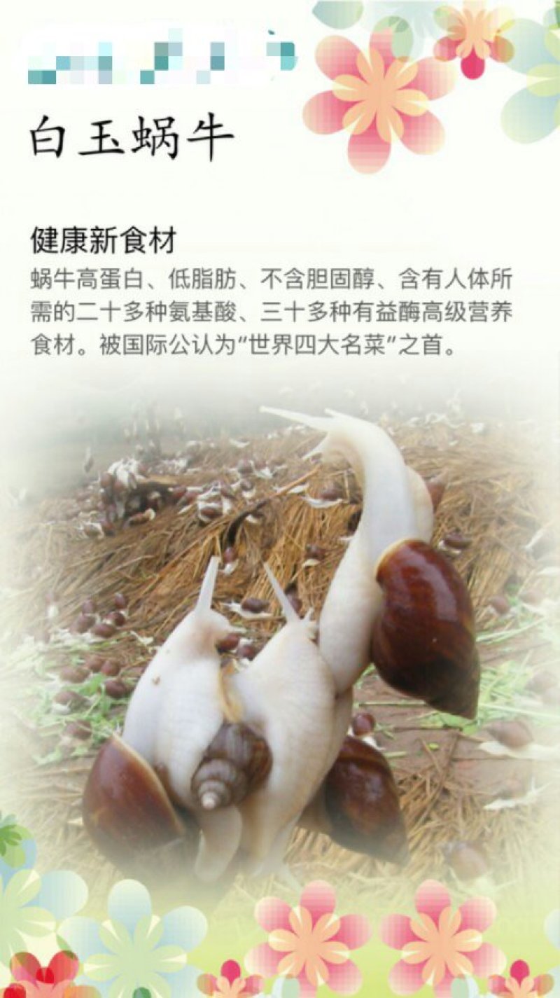 商品蜗牛30-35克