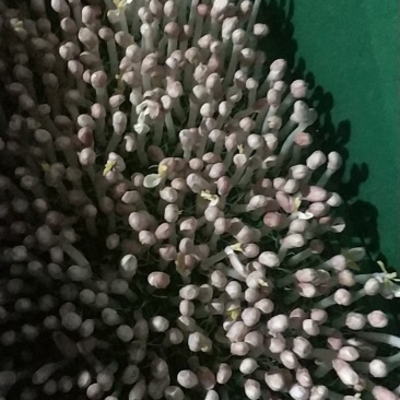 花生芽