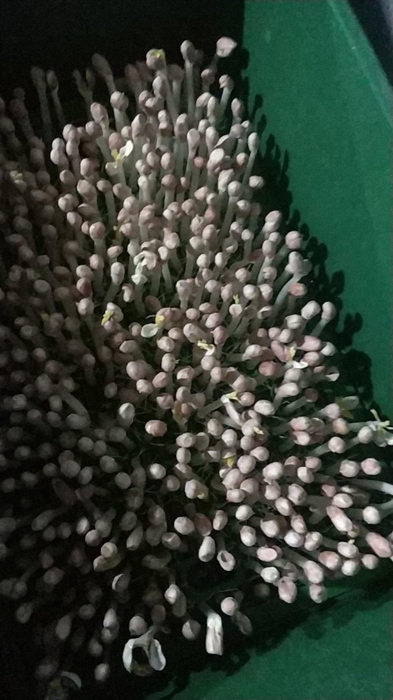 花生芽