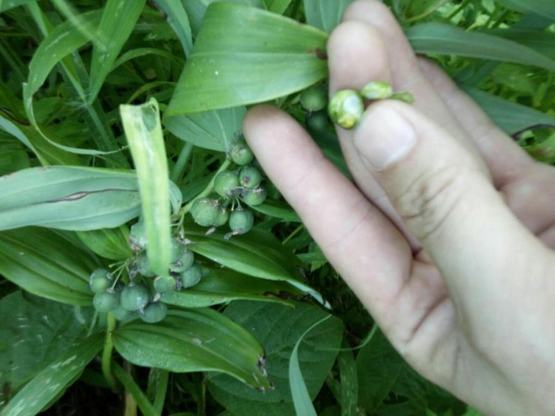 黄精种子，苗，入药典高含量品种，姜型多花甜黄精，基地直供