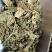 桑叶草药批发零售各种规格中药材中药材