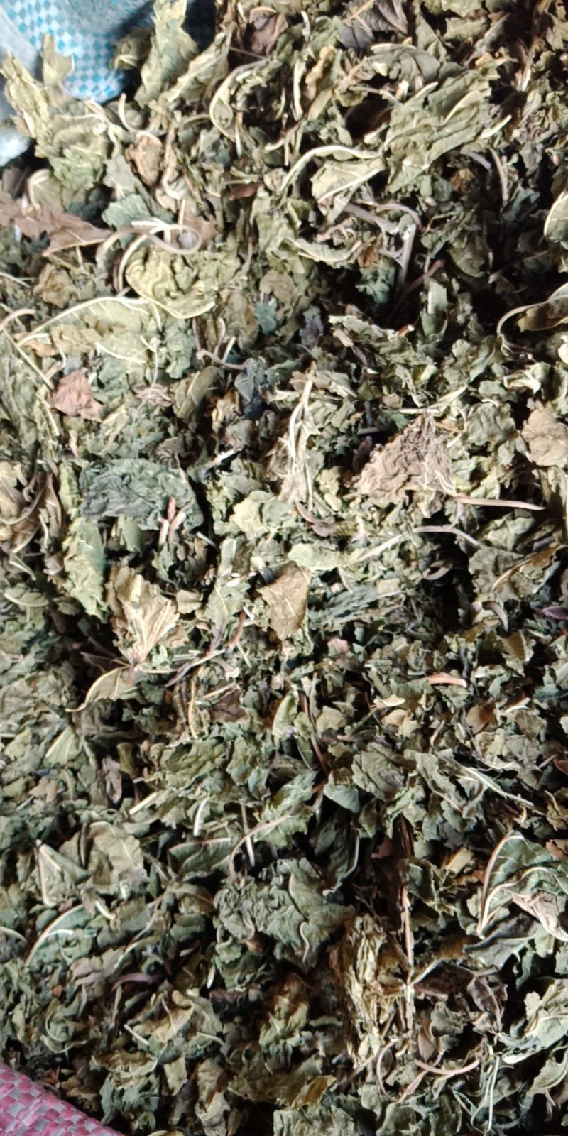 桑叶草药批发零售各种规格中药材中药材