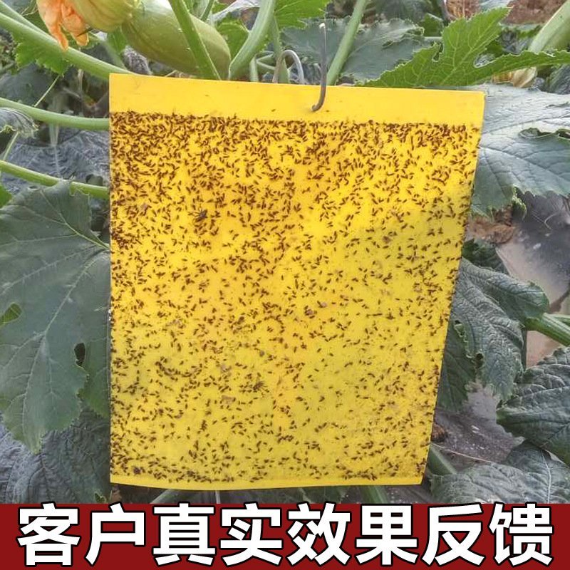 厂家直售多规格尺寸双面粘虫板（包邮）