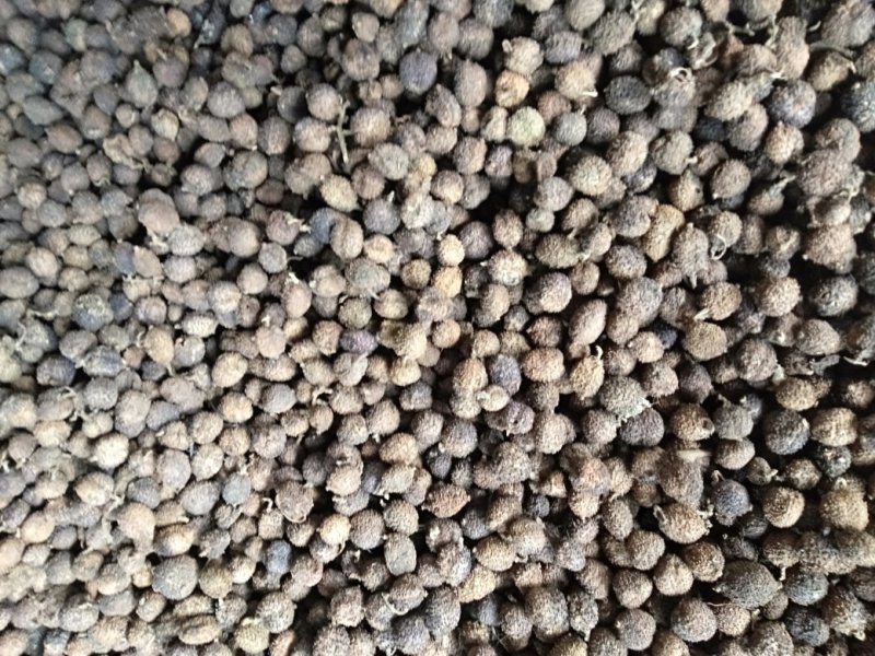 云南阳春砂仁可以当药材调料