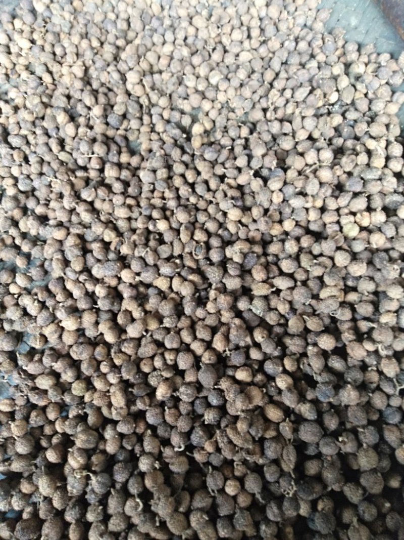 云南阳春砂仁可以当药材调料