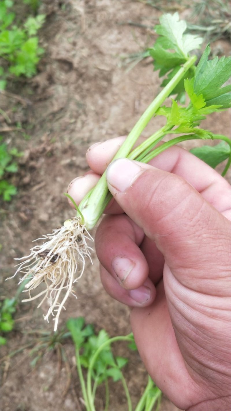 百亩芹菜苗基地，滨州芹菜苗，销往全国各地，包成活率包质量