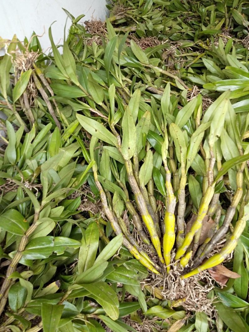 云南野生石斛可以煲汤喝