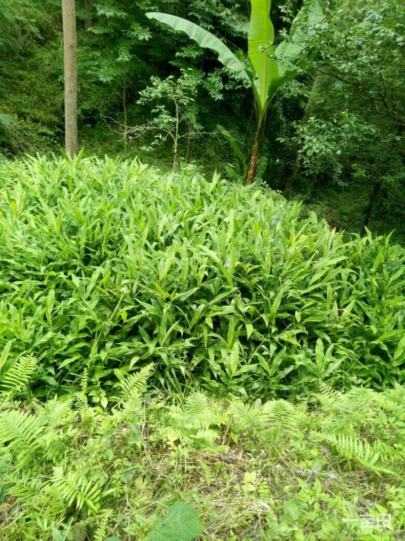洋荷